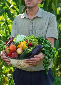 A man farmer is harvesting vegetables in the garden. selective focus. food.