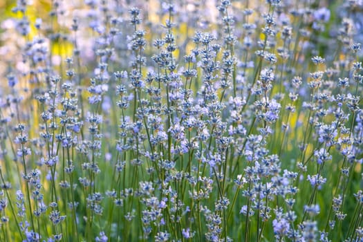 lavender flowers among greenery at sunset, garden