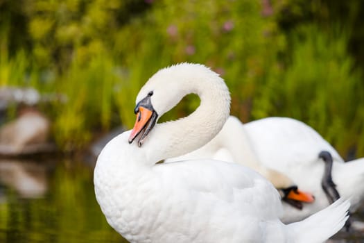 swan with pure white delicate plumage, elegance