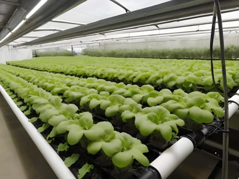Agriculture Goes Vertical. The Future of Farming with Hydroponics.