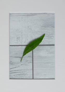 Mandarin leaf in frame on white wooden background