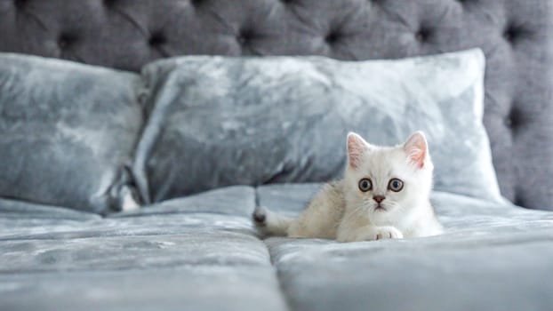 Fluffy white Scottish kitten is laying on bed, front view, space for text. Cute young British shorthair white cat with brown eyes