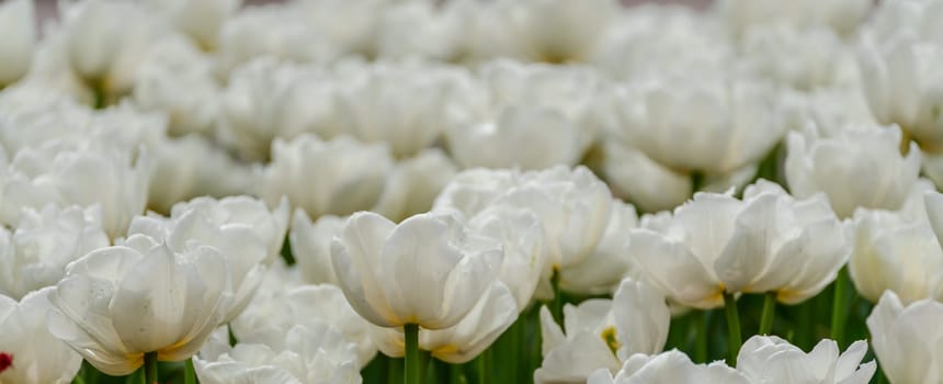 White tulips spring blossoming, bokeh flower background, pastel and soft floral card, selective focus.