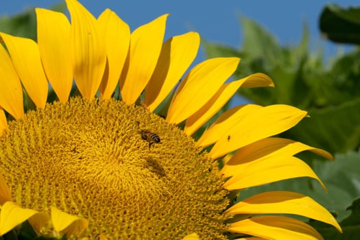 bee flying on sunflower detail close up