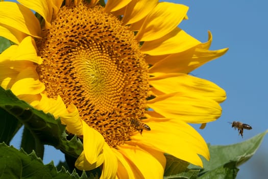 bee flying on sunflower detail close up