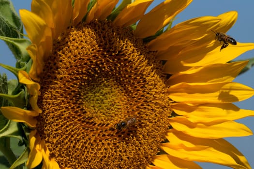 bee flying on sunflower detail close up