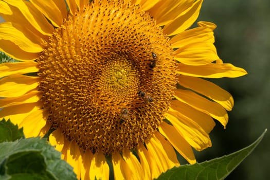 bee flying on sunflower detail close up