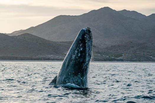 A breaching grey whale in baja california sur, mexico