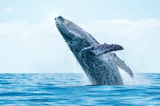 humpback whale breaching on pacific ocean background in cabo san lucas mexico