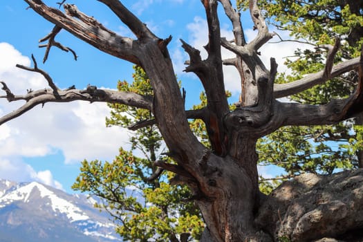 Unique Tree stumps in Colorado Mountains along hiking trails . High quality photo