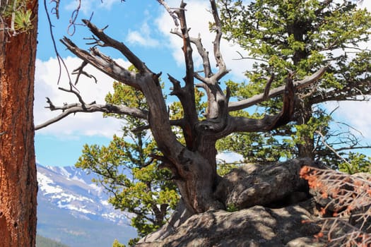 Unique Tree stumps in Colorado Mountains along hiking trails . High quality photo