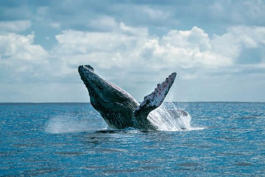 humpback whale breaching on pacific ocean background in cabo san lucas mexico