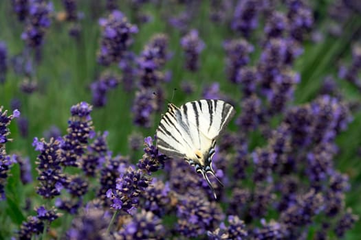 A swallowtail butterfly on lavander