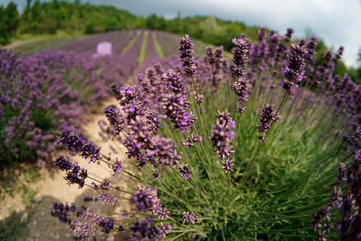 A lavander field wide angle view panorama landscape