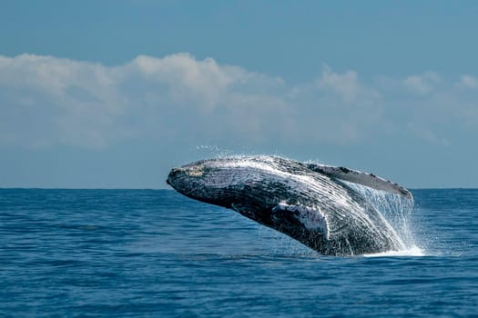 humpback whale breaching on pacific ocean background in cabo san lucas mexico