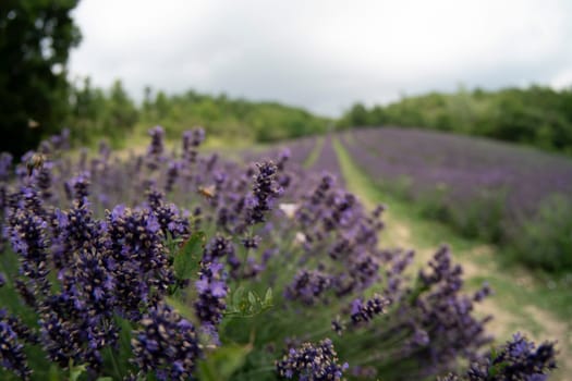 A lavander field wide angle view panorama landscape