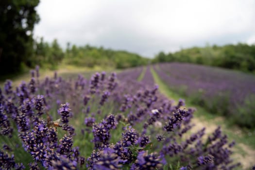 A lavander field wide angle view panorama landscape