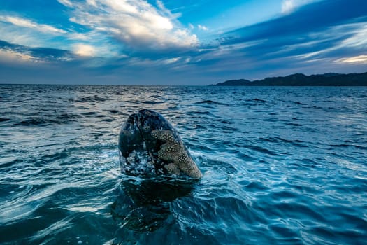 A grey whale at sunset in baja california sur, mexico