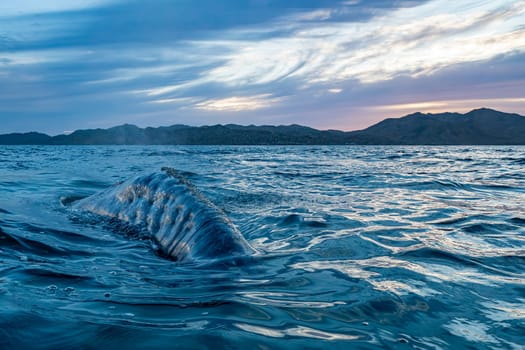 A grey whale at sunset in baja california sur, mexico