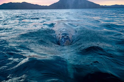 A grey whale at sunset in baja california sur, mexico