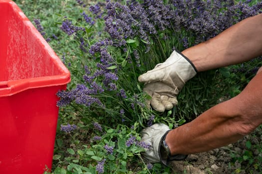 Harvesting flowers in a lavander field, landscape