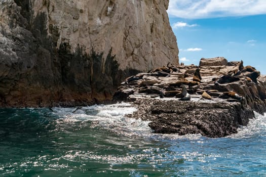 colony of sea lion seals while relaxing on rocks in baja california