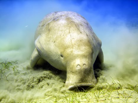 Isolated Dugongo Sea Cow while digging sand for food