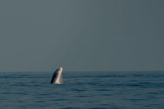 A Breaching Balaenoptera physalus, the common fin whale incredible jump while migrating to Ligurian sea to France