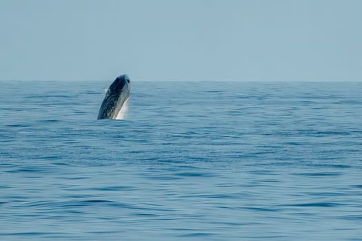 A Breaching Balaenoptera physalus, the common fin whale incredible jump while migrating to Ligurian sea to France