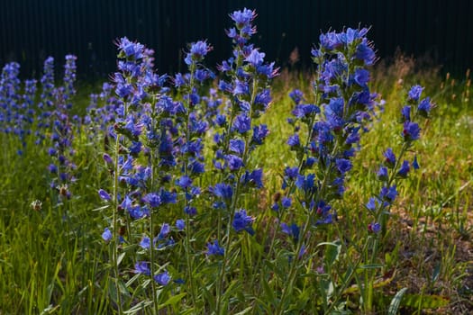 Photo small blue flowers on the field. plants. Meadow flowers. Honey plants.