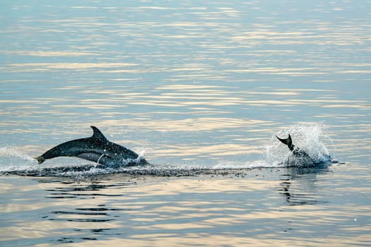 A striped dolphins jumping wild and free striped dolphin, Stenella coeruleoalba, in the coast of Genoa, Ligurian Sea, Italy at sunset