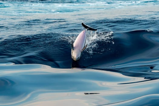 A striped dolphin jumping in blue sea wild and free at sunset light
