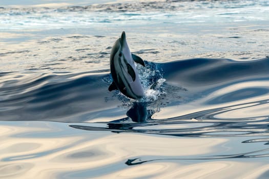 A striped dolphin jumping in blue sea wild and free at sunset light