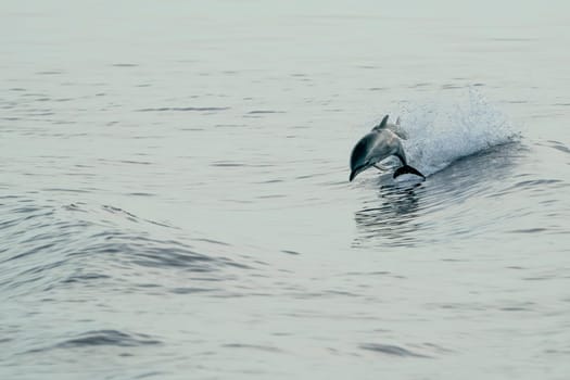 A striped dolphins jumping wild and free striped dolphin, Stenella coeruleoalba, in the coast of Genoa, Ligurian Sea, Italy at sunset