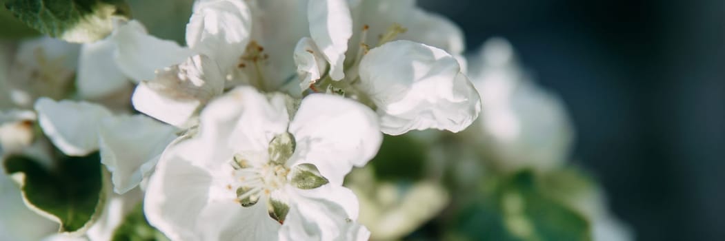 Blooming Apple tree branches with white flowers close-up, spring nature background