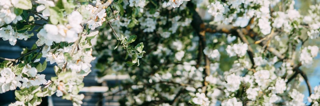 Blooming Apple tree branches with white flowers close-up, spring nature background