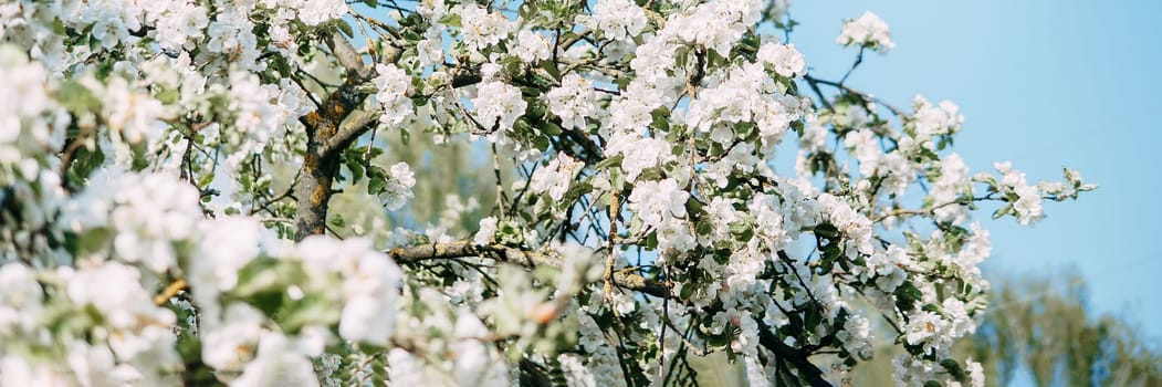 Blooming Apple tree branches with white flowers close-up, spring nature background