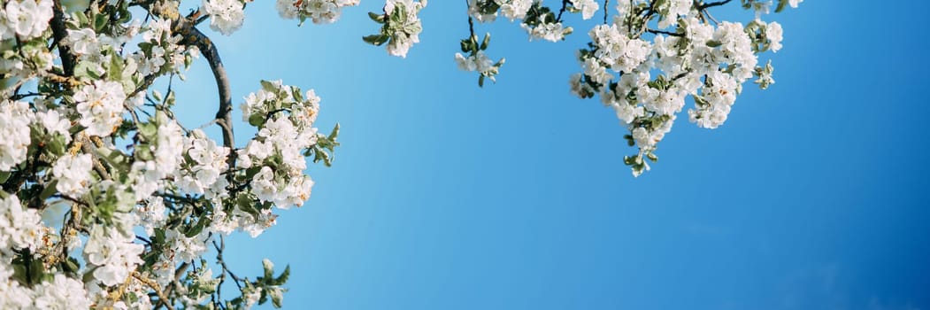 Blooming Apple tree branches with white flowers close-up, spring nature background