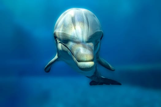 A dolphin close up portrait underwater while looking at you