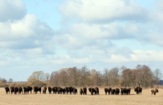 The stunning image captures the grandeur of a herd of wild bison as they forage through the winter yellow meadow, creating a striking contrast against the snowy backdrop.