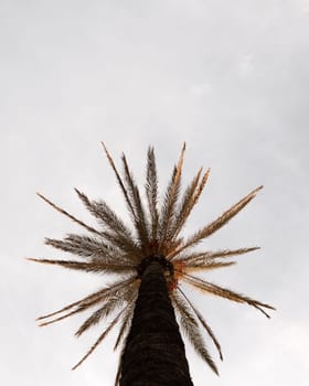 Low angle shot of a single palm tree with a cloudy backdrop