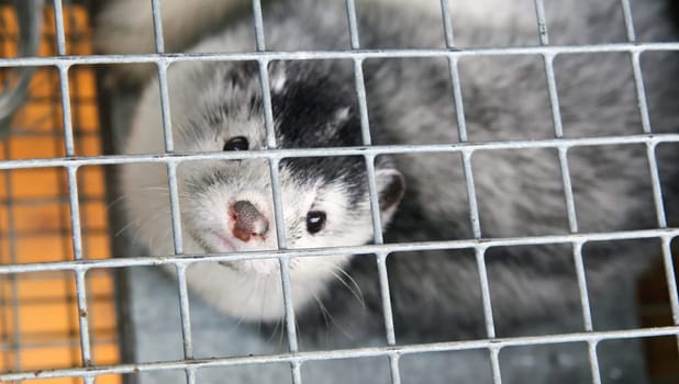 Fur farm. A gray mink in a cage looks through the bars.