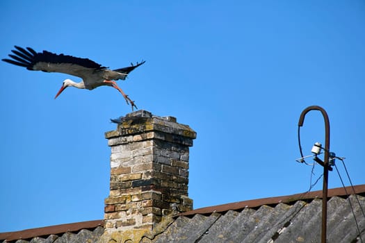 A stork sits on the roof of an old house. Selects a place to build a nest.