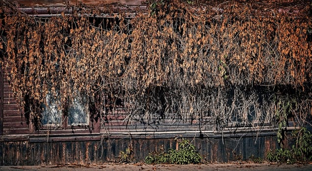 Old wooden house covered with ivy. Dried brown ivy. Entrance to an old house.