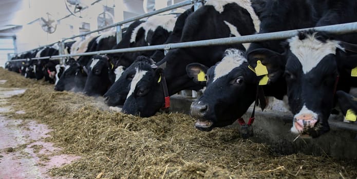 The head of a black and white cow in a paddock on a dairy farm, the cow eats hay.