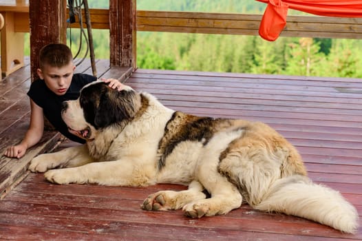 A boy is stroking a Saint Bernard lying on a wooden outdoor terrace, the largest dog with a baby.
