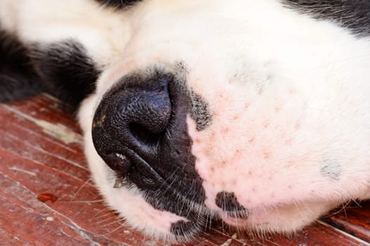 Close-up of a St. Bernard's nose, black nose and white cheeks of a dog.