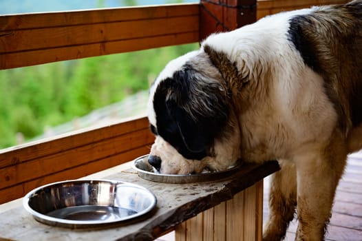 Saint Bernard dog drinking water from his bowl, the biggest dog drinking water.