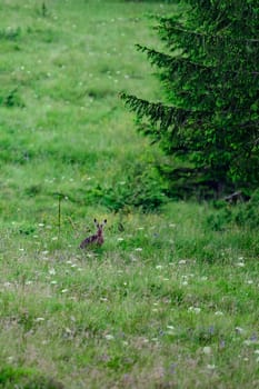 One big and wild hare in the forest among the grass, a hare with big ears.