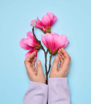 Two female hands holding a branch of pink magnolia on a blue background, top view